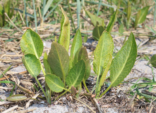 ¿Tienes piedras en el riñón o la vesícula? El ROMPEPIEDRAS es la planta que buscas.