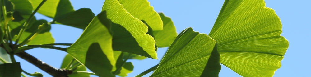 Ginkgo Biloba