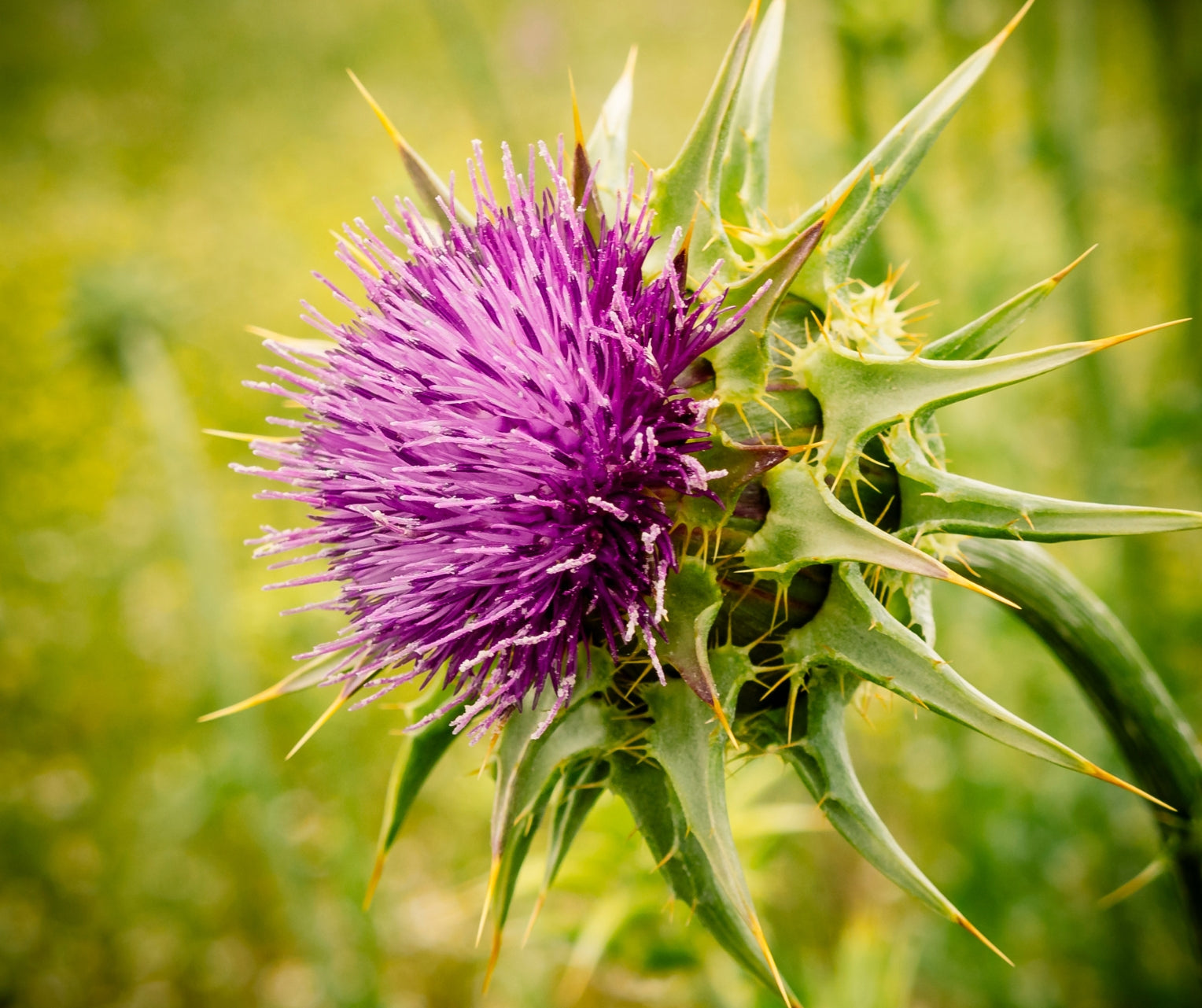 cardo mariano planta medicinal