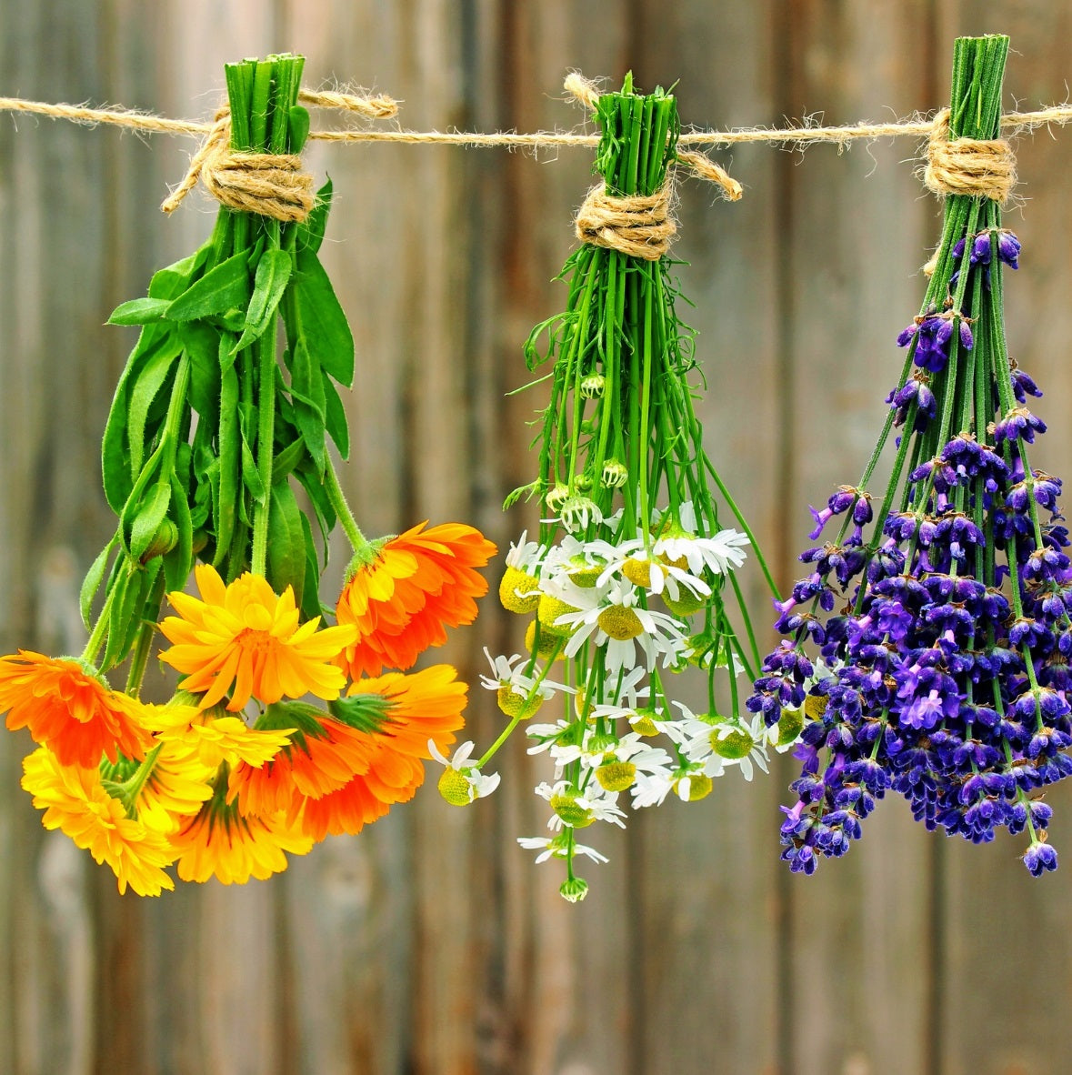 plantas o  hierbas medicinales secas