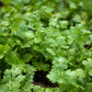 Cilantro -  semillas  - 60 g - Soria Natural