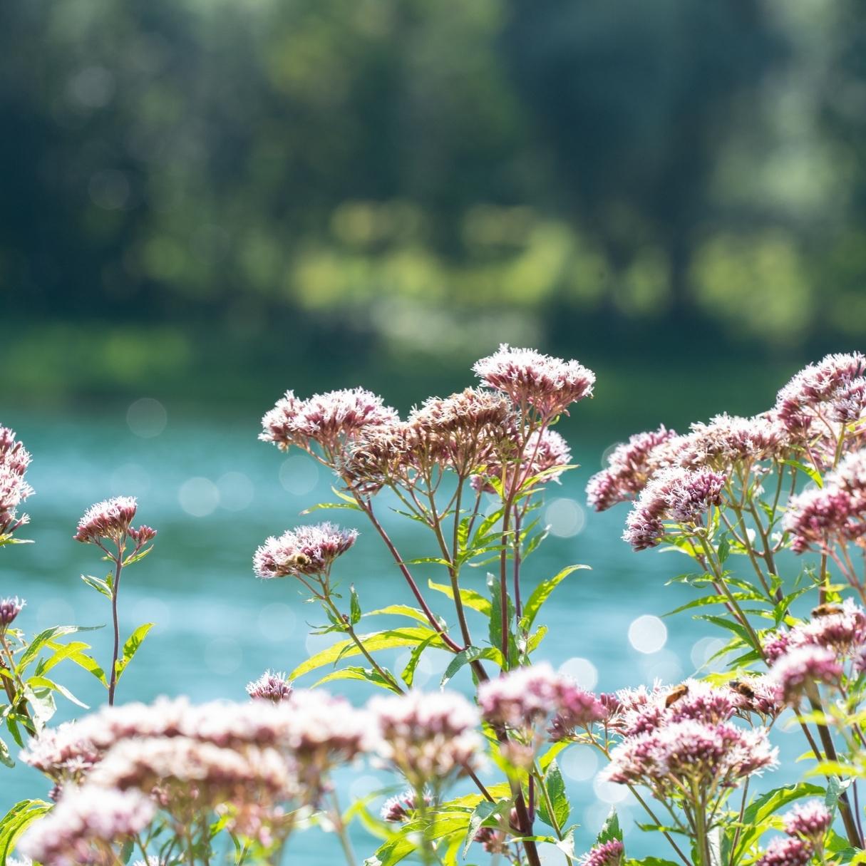 Valeriana - raíz - 70 g - Soria Natural