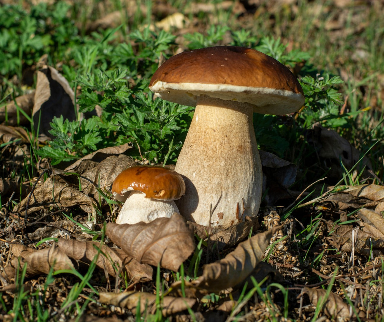 Boletus Edulis seta seca - 25 g - Petràs